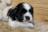 Benson, a male Shih Tzu for sale in Baltimore, MD – Photo 3 of 8