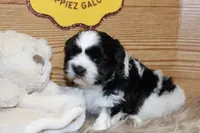 Benson, a male Shih Tzu for sale in Baltimore, MD – Photo 8 of 8