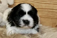 Benson, a male Shih Tzu for sale in Baltimore, MD – Photo 1 of 8