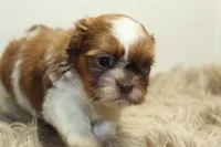Lucy, a female Shih Tzu for sale in Baltimore, MD – 9 of 10