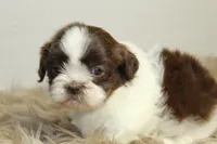 Nano, a male Shih Tzu for sale in Baltimore, MD – 7 of 9