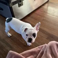 Bandit, a male French Bulldog for sale in Houston, TX – Photo 5 of 9