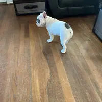 Bandit, a male French Bulldog for sale in Houston, TX – Photo 8 of 9