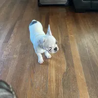 Bandit, a male French Bulldog for sale in Houston, TX – Photo 9 of 9