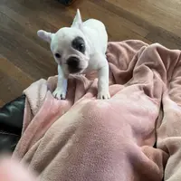 Bandit, a male French Bulldog for sale in Houston, TX – Photo 3 of 9