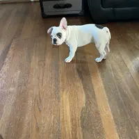 Bandit, a male French Bulldog for sale in Houston, TX – Photo 6 of 9