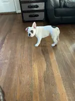 processed/4879c643-bcfc-4778-9191-cb9492c1a029/listing/5c14b041-7990-4bf3-97cc-d8f07d8913e7/574bc782-0564-47fc-a28a-3dc7b97d635c