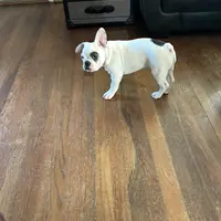 Bandit, a male French Bulldog for sale in Houston, TX – Photo 2 of 9