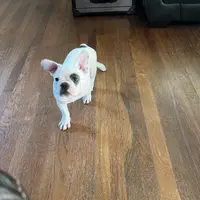 Bandit, a male French Bulldog for sale in Houston, TX – Photo 7 of 9