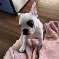 Bandit, a male French Bulldog for sale in Houston, TX – Photo 4 of 9