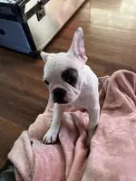 processed/4879c643-bcfc-4778-9191-cb9492c1a029/listing/5c14b041-7990-4bf3-97cc-d8f07d8913e7/97b49b94-74bb-4428-83a9-3478825a3ffb