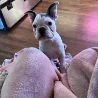 Cha Cha, a female French Bulldog for sale in Houston, TX – Photo 3 of 6