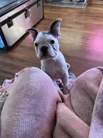 Cha Cha, a female French Bulldog for sale in Houston, TX – Photo 3 of 6