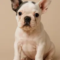 Cha Cha, a female French Bulldog for sale in Houston, TX – Photo 1 of 6