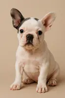 Cha Cha, a female French Bulldog for sale in Houston, TX – Photo 1 of 6