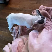 Cha Cha, a female French Bulldog for sale in Houston, TX – Photo 6 of 6