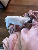 Cha Cha, a female French Bulldog for sale in Houston, TX – Photo 6 of 6