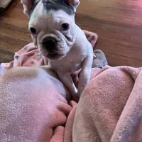 Cha Cha, a female French Bulldog for sale in Houston, TX – Photo 5 of 6