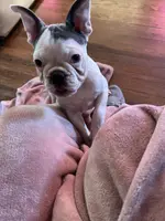 Cha Cha, a female French Bulldog for sale in Houston, TX – Photo 5 of 6