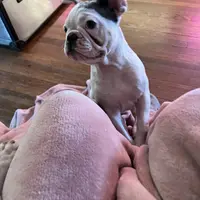 Cha Cha, a female French Bulldog for sale in Houston, TX – Photo 4 of 6