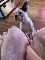 Cha Cha, a female French Bulldog for sale in Houston, TX – Photo 4 of 6