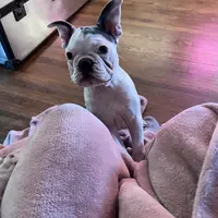 Cha Cha, a female French Bulldog for sale in Houston, TX – Photo 2 of 6