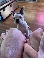 Cha Cha, a female French Bulldog for sale in Houston, TX – Photo 2 of 6