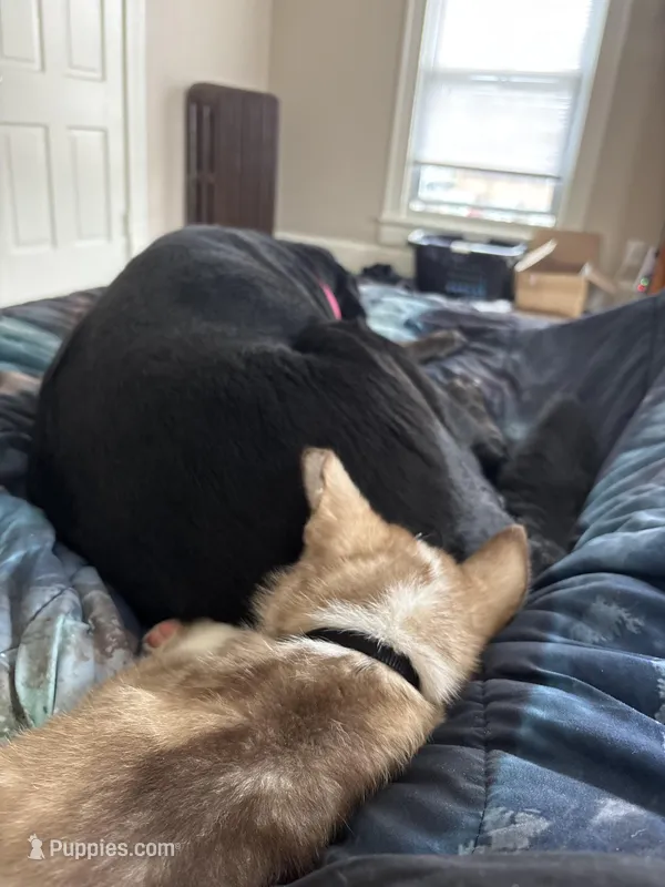 Loki – Alaskan Husky puppy for sale in Fort Wayne, IN