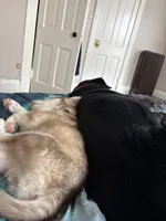 Loki, a male Alaskan Husky for sale in Fort Wayne, IN – 2 of 3