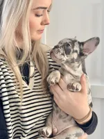 Rollo, a male French Bulldog for sale in Cabery, IL – Photo 6 of 10