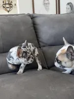 Rollo, a male French Bulldog for sale in Cabery, IL – Photo 7 of 10