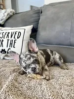 Rollo, a male French Bulldog for sale in Cabery, IL – Photo 2 of 10