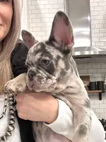 Rollo, a male French Bulldog for sale in Cabery, IL – Photo 8 of 10