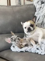 Rollo, a male French Bulldog for sale in Cabery, IL – Photo 4 of 10