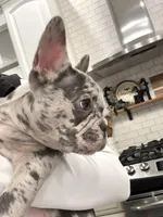 Rollo, a male French Bulldog for sale in Cabery, IL – Photo 9 of 10