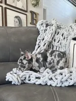 Rollo, a male French Bulldog for sale in Cabery, IL – Photo 5 of 10