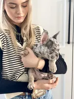 Rollo, a male French Bulldog for sale in Cabery, IL – Photo 3 of 10