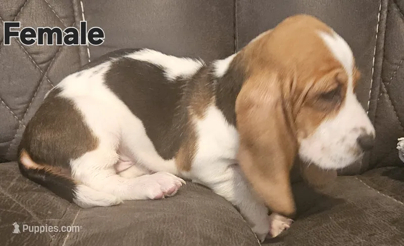 Precious  – Basset Hound puppy for sale in Mullin, TX