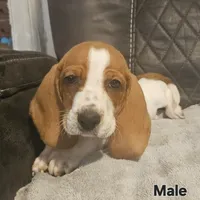 Copper, a male Basset Hound for sale in Mullin, TX – 3 of 3