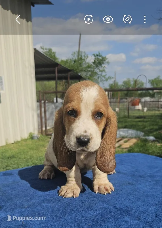 Harley – Basset Hound puppy for sale in Mullin, TX