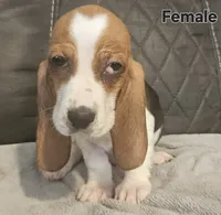 Precious , a female Basset Hound for sale in Mullin, TX – 4 of 4