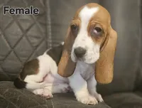 Precious , a female Basset Hound for sale in Mullin, TX – 2 of 4