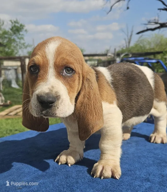 Jinu – Basset Hound puppy for sale in Mullin, TX