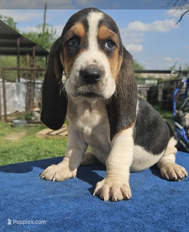 Scout – Basset Hound puppy for sale in Mullin, TX