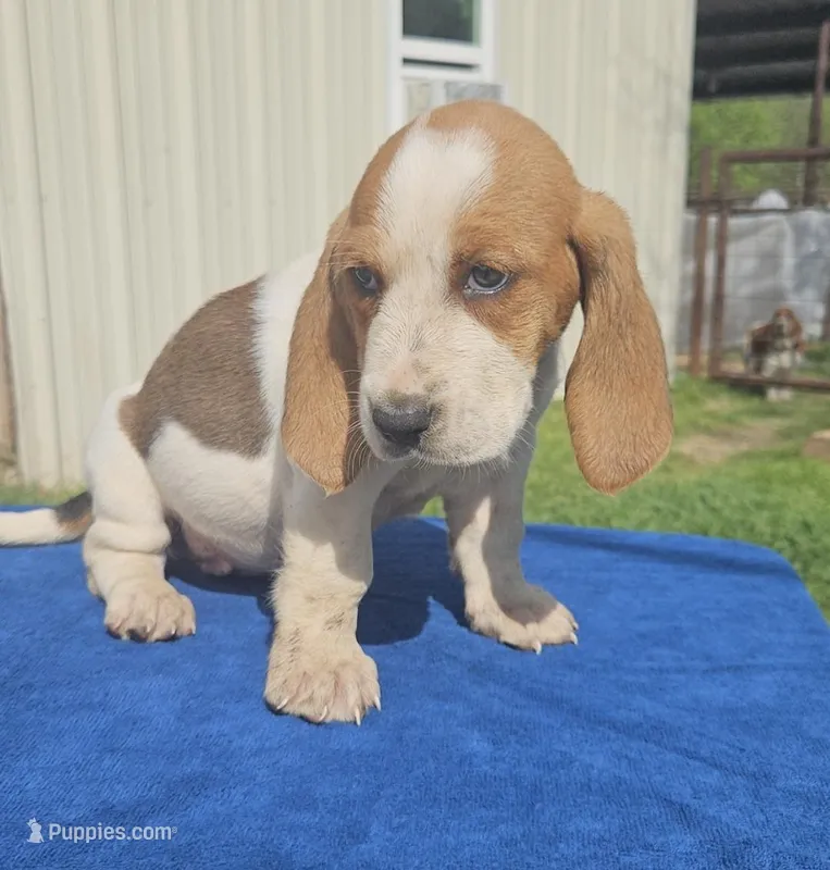 Layla – Basset Hound puppy for sale in Mullin, TX