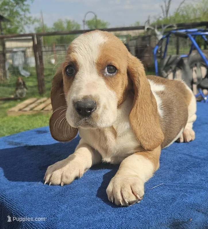 Rose – Basset Hound puppy for sale in Mullin, TX