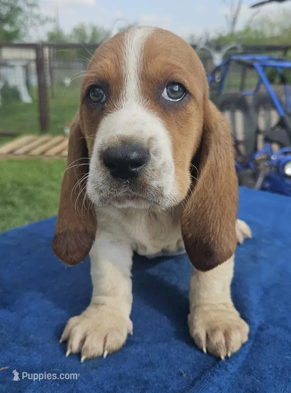 Prince – Basset Hound puppy for sale in Mullin, TX