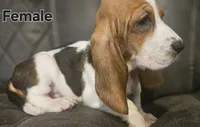 Precious , a female Basset Hound for sale in Mullin, TX – 3 of 4
