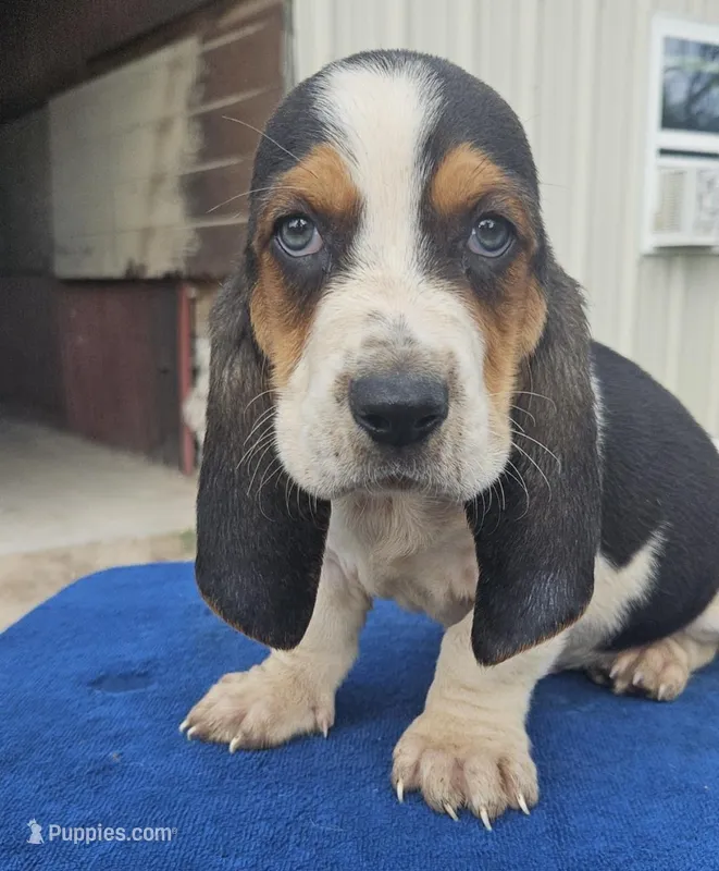Austin – Basset Hound puppy for sale in Mullin, TX