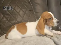 Copper, a male Basset Hound for sale in Mullin, TX – 2 of 3